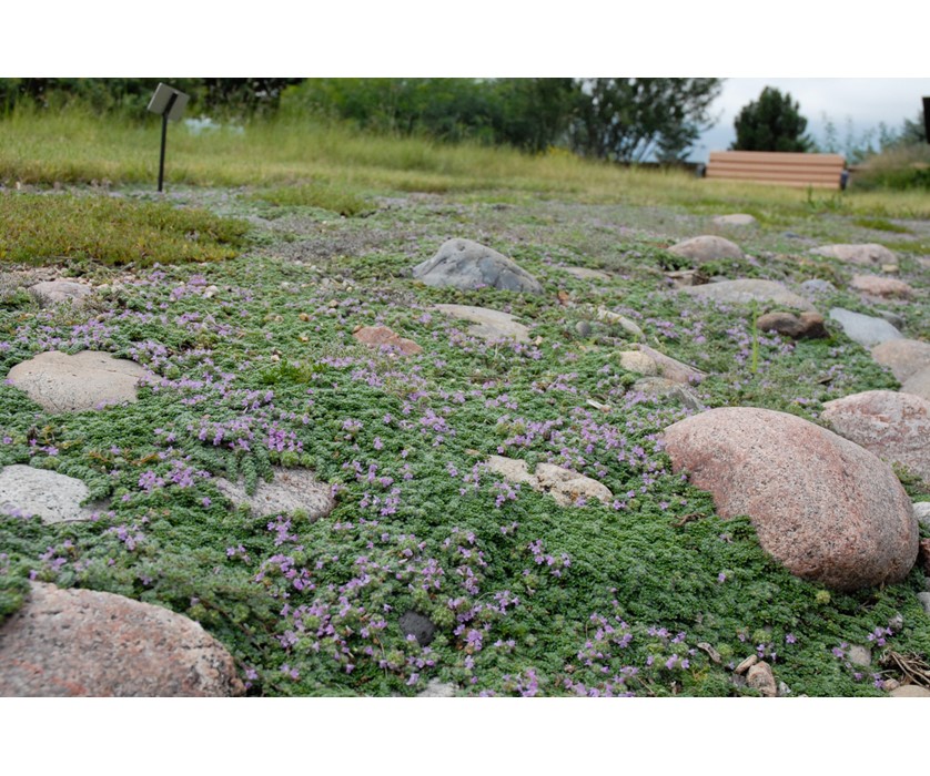 Dwarf Creeping Thyme